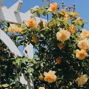 Meet your Posher, Joanna